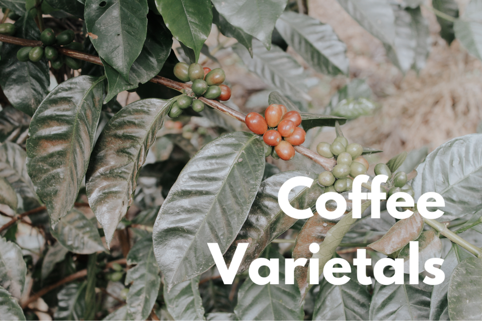 Coffee Varietals